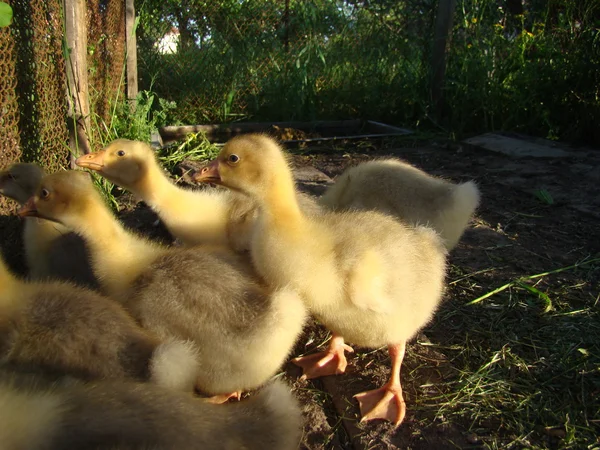 Fiatal Goslings Egy Ketrecben Azonos Korú Egy Kis Csoport — Stock Fotó