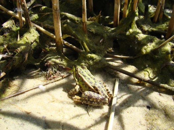 개구리 진정한 개구리의 가족의 꼬리없는 양서류의 — 스톡 사진