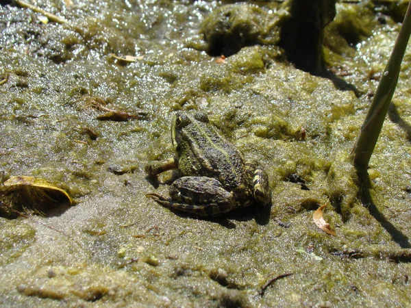 개구리 진정한 개구리의 가족의 꼬리없는 양서류의 — 스톡 사진