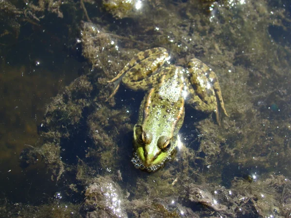 Froschsee Blick Auf Schwanzlose Amphibien Aus Der Familie Der Echten — Stockfoto