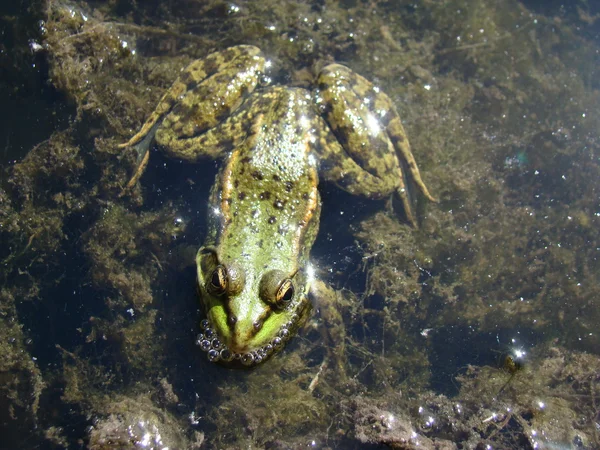 カエル湖 真のカエルの家族の尾のない両生類の眺め — ストック写真