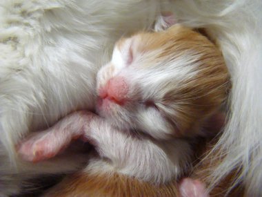 kitty kırmızı bebek gelecek yırtıcı.