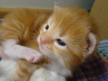 kitty kırmızı bebek gelecek yırtıcı.