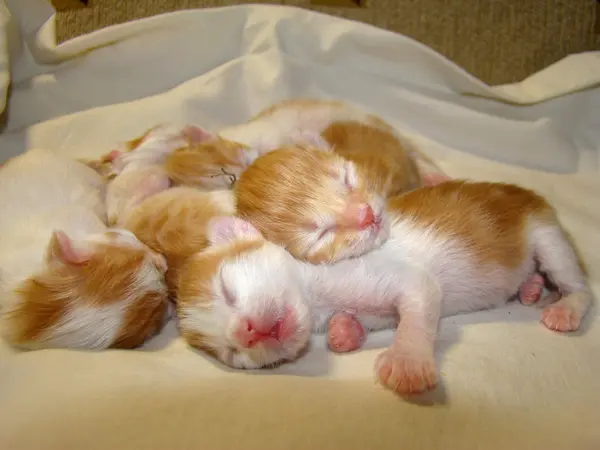 Kitty Röd Bebis Framtida Rovdjur — Stockfoto