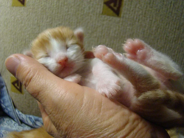 Γατάκι Κόκκινο Μωρό Μέλλων Αρπακτικό — Φωτογραφία Αρχείου