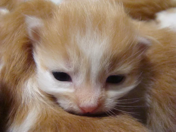 Kitty Red Baby Zukünftiges Raubtier — Stockfoto