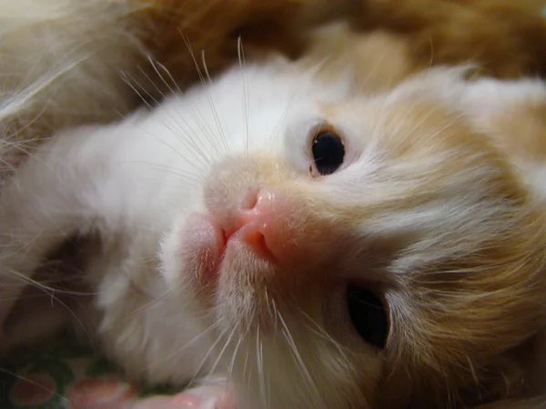 Gatito Rojo Bebé Futuro Depredador —  Fotos de Stock