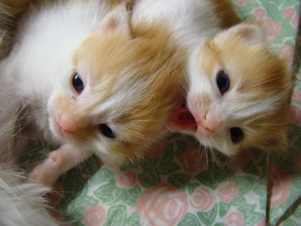 Kitty Röd Bebis Framtida Rovdjur — Stockfoto