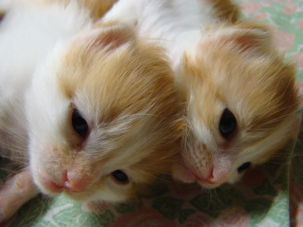 Kitty Röd Bebis Framtida Rovdjur — Stockfoto