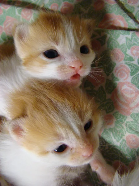 Gatito Rojo Bebé Futuro Depredador — Foto de Stock