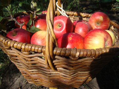 Hasır sepet olgun kırmızı elmalarla dolu.