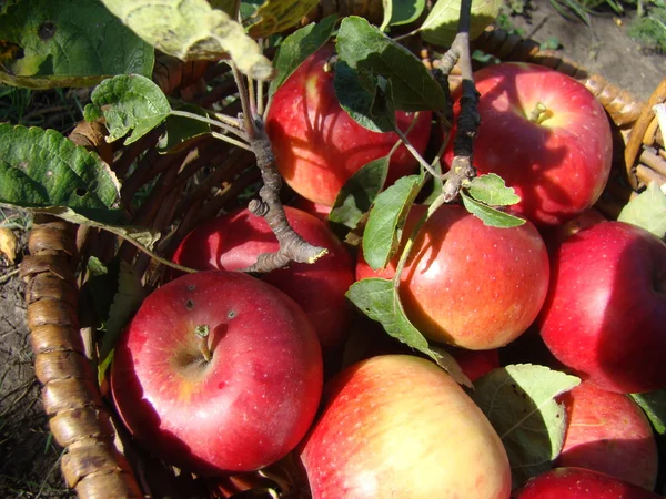 Hasır Sepet Olgun Kırmızı Elmalarla Dolu — Stok fotoğraf