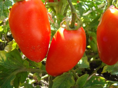 Solanaceae ailesinin domates sebze kırpma