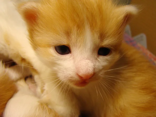 Gatito Rojo Bebé Futuro Depredador — Foto de Stock