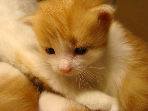 Gatito Rojo Bebé Futuro Depredador — Foto de Stock