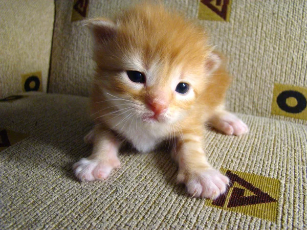 Gatito Rojo Bebé Futuro Depredador —  Fotos de Stock