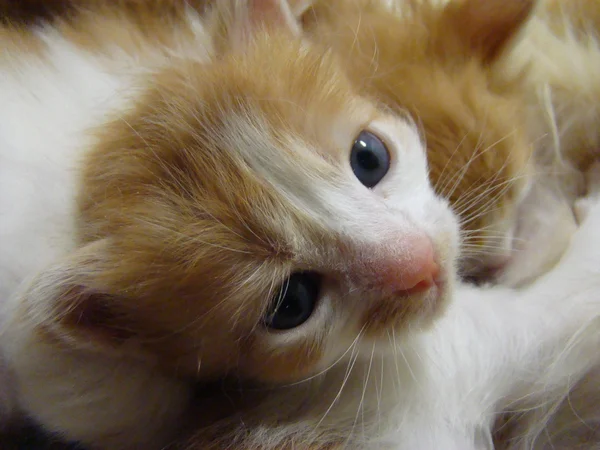 Gatito Rojo Bebé Futuro Depredador — Foto de Stock