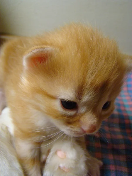 Gatito Rojo Bebé Futuro Depredador —  Fotos de Stock