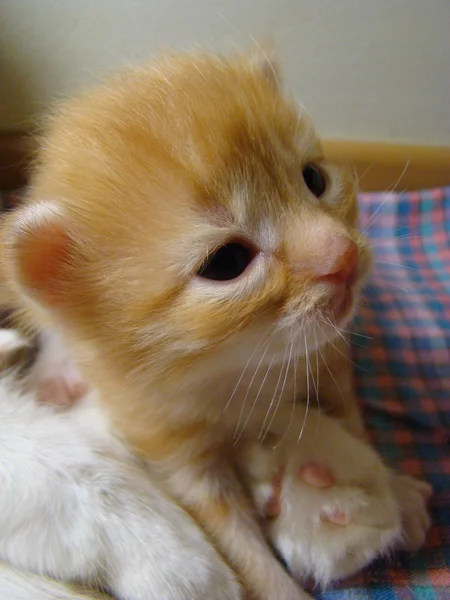 小猫红色婴儿未来捕食者 — 图库照片