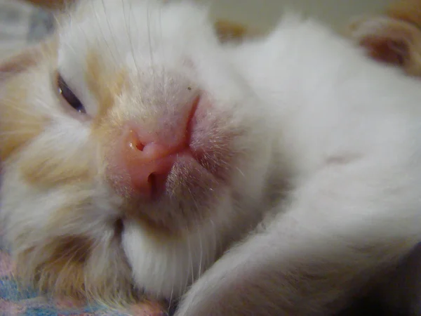 Gatito Rojo Bebé Futuro Depredador — Foto de Stock