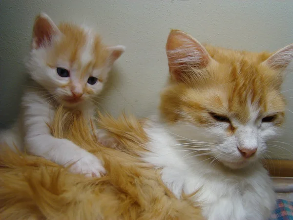 Chaton Rouge Bébé Futur Prédateur — Photo