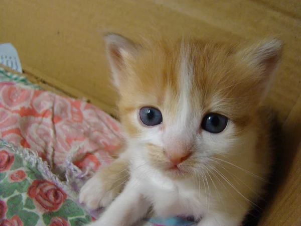 Kitty Red Baby Zukünftiges Raubtier — Stockfoto