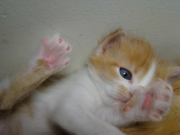 Gatito Rojo Bebé Futuro Depredador —  Fotos de Stock