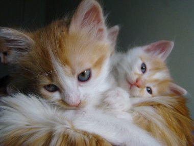 kitty kırmızı bebek gelecek yırtıcı.