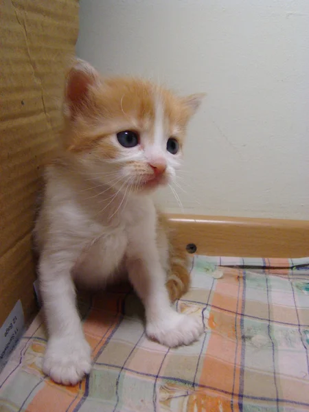 Kitty Kırmızı Bebek Gelecek Yırtıcı — Stok fotoğraf
