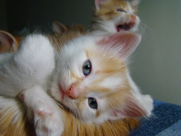 Chaton Rouge Bébé Futur Prédateur — Photo