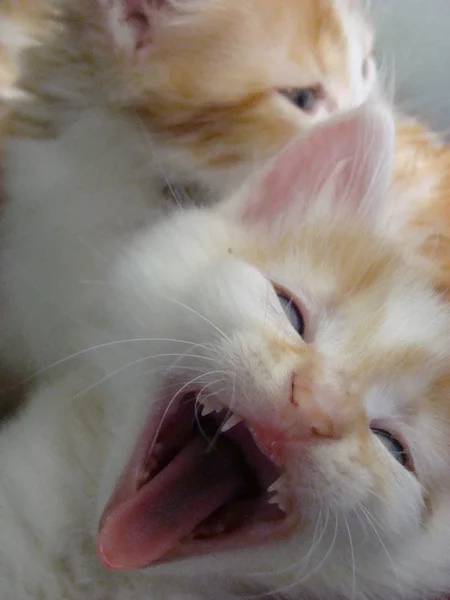 Gatito Rojo Bebé Futuro Depredador —  Fotos de Stock