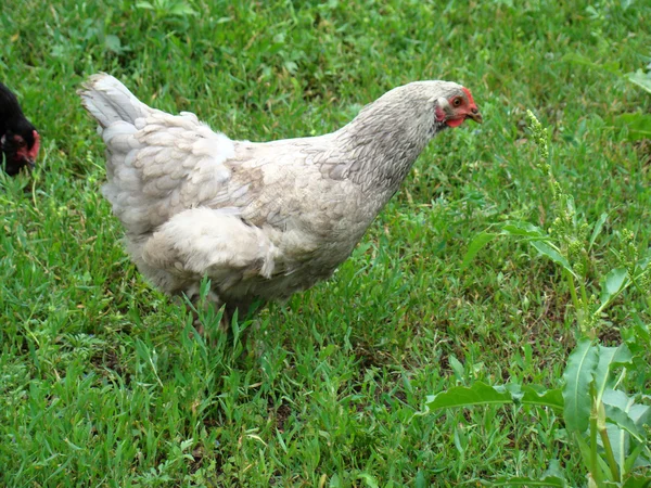 Kyckling Många Och Utbredd Typ Fjäderfä — Stockfoto