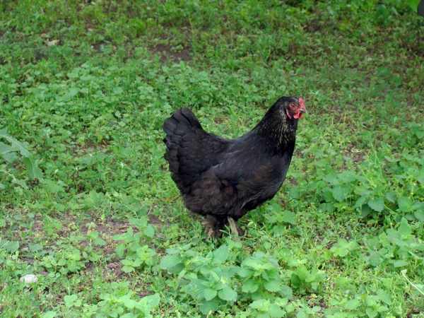 鶏の多く 広範囲に及ぶタイプの家禽 — ストック写真