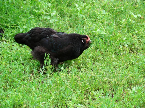 Sokféle Csirkét Széles Körben Elterjedt Baromfitípus — Stock Fotó