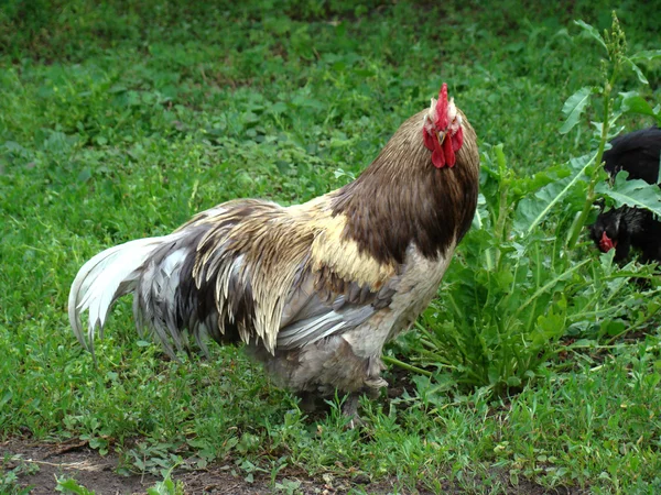 公鸡众多和广泛类型的家禽 — 图库照片