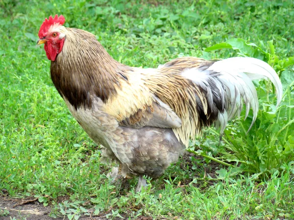 Polla Numerosa Generalizada Tipo Aves Corral — Foto de Stock