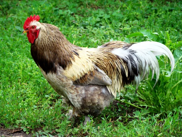 Galo Numerosos Difundidos Tipo Aves Capoeira — Fotografia de Stock