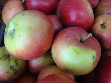 Elma lezzetli sağlıklı meyve birçok vitamin içerir.