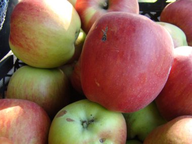 Elma lezzetli sağlıklı meyve birçok vitamin içerir.