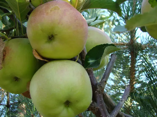 Mela Deliziosa Frutta Sana Contiene Molte Vitamine — Foto Stock