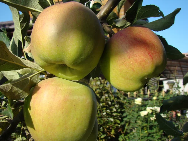 Mela Deliziosa Frutta Sana Contiene Molte Vitamine — Foto Stock