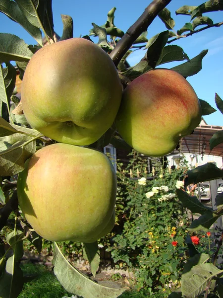 Äpple Läcker Hälsosam Frukt Innehåller Många Vitaminer — Stockfoto