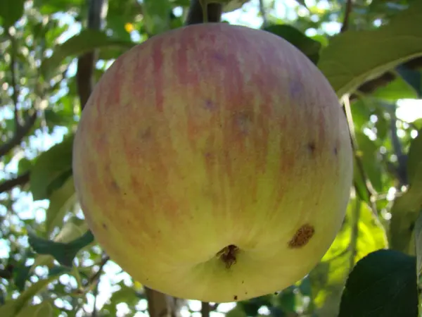 Apple Delicious Healthy Fruit Contains Many Vitamins — Stock Photo, Image