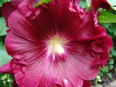 ebegümeci otsu bir bitkidir, Malvaceae familyasının tipik cinsidir.