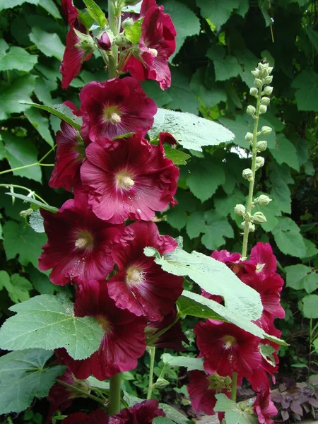 Mallow Roślina Zielna Typowy Rodzaj Rodziny Malvaceae — Zdjęcie stockowe