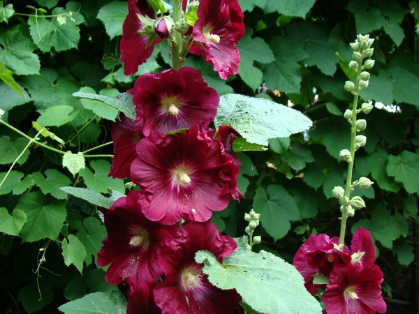 Malva Una Pianta Erbacea Genere Tipico Della Famiglia Delle Malvacee — Foto Stock