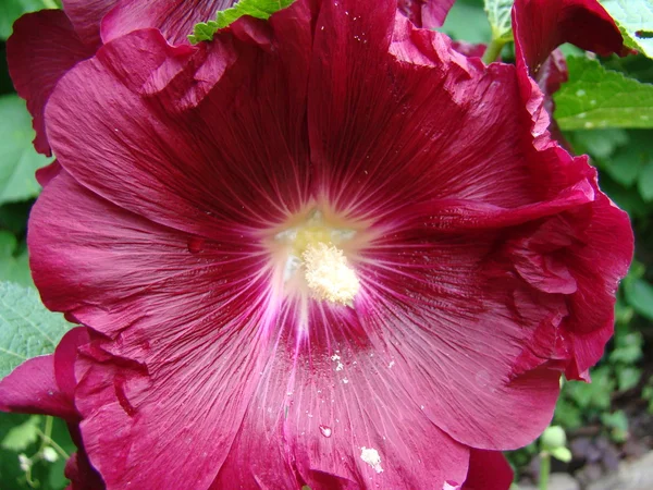 Malva Una Pianta Erbacea Genere Tipico Della Famiglia Delle Malvacee — Foto Stock