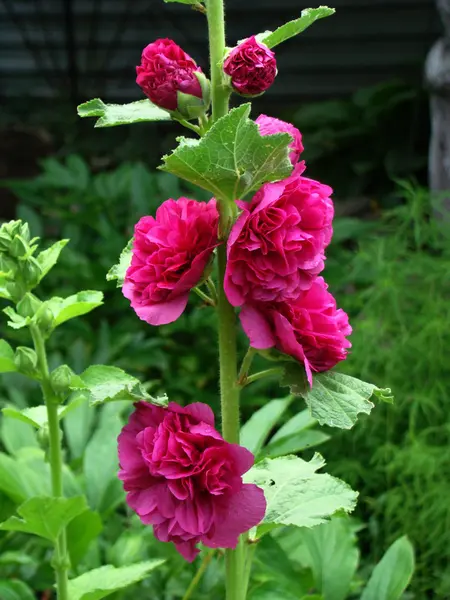 Mallow Herbaceous Plant Typical Genus Family Malvaceae — Stock Photo, Image