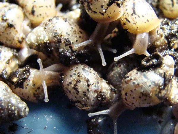 Caracol Crianças Ossetas Moluscos Gastrópodes Terrestres — Fotografia de Stock