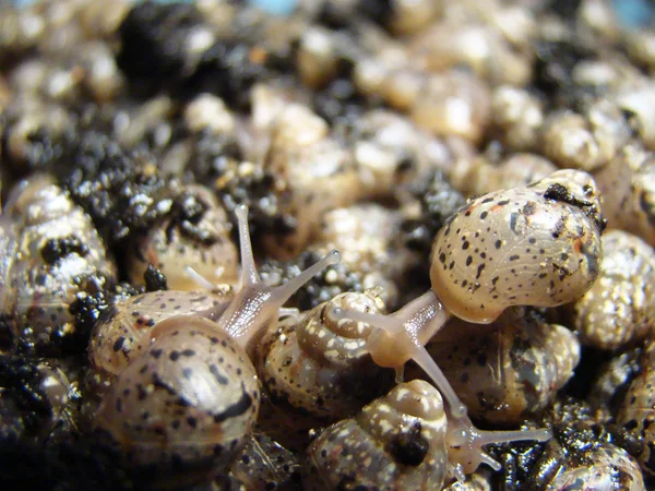 Caracol Crianças Ossetas Moluscos Gastrópodes Terrestres — Fotografia de Stock